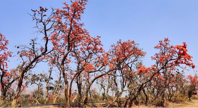 পলাশ দেখতে